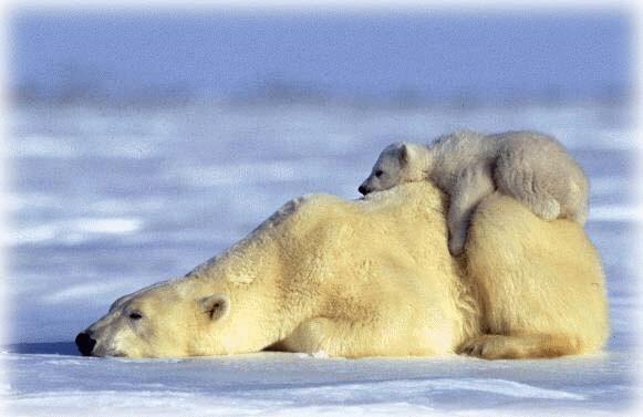 Polar bears